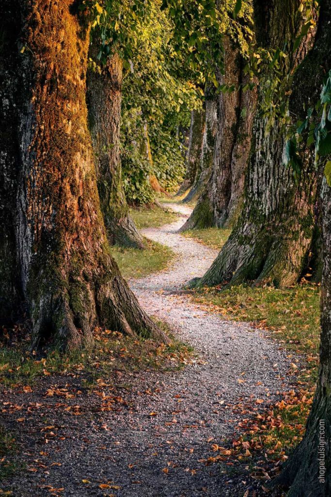 Forest track