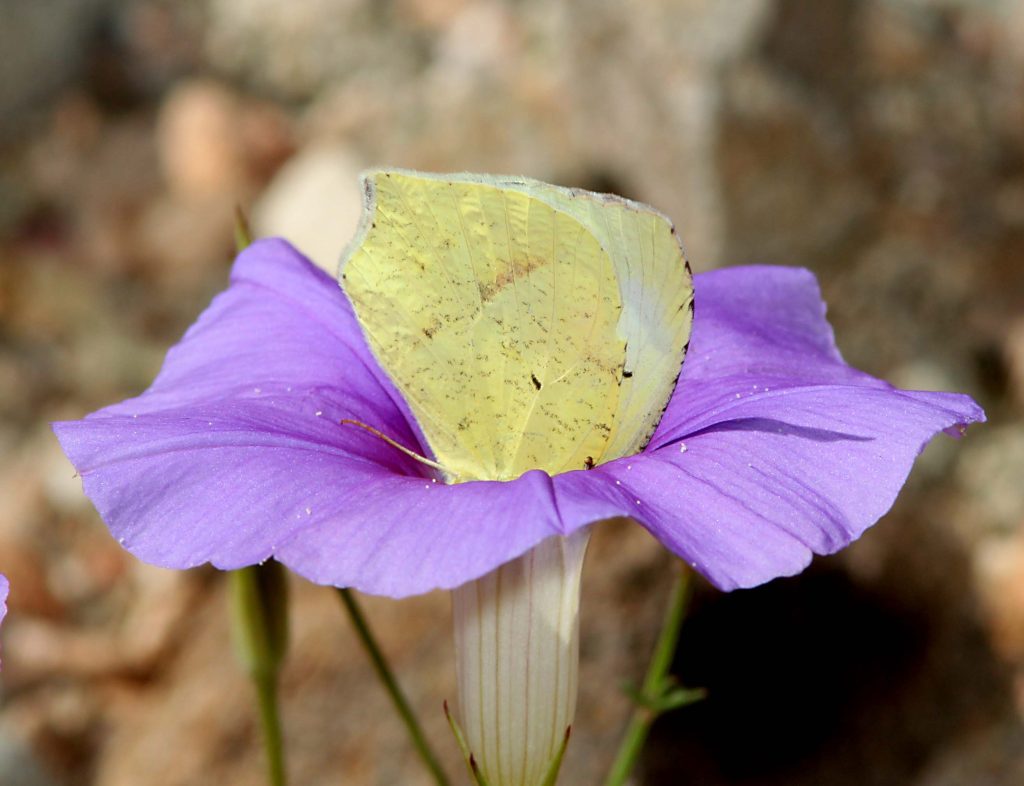 Mexican yellow butterfly