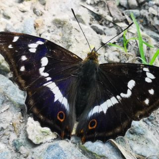 Black butterfly on rock