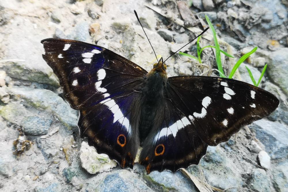 Black butterfly on rock
