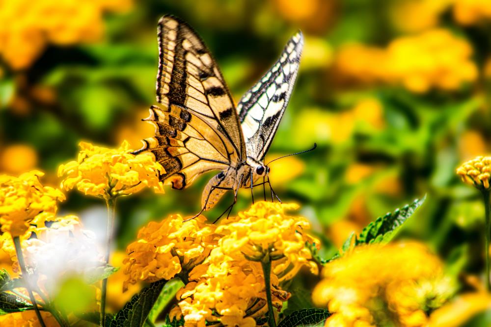 Black and yellow butterfly