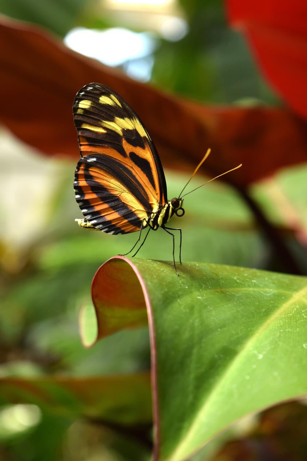 Black and yellow butterfly