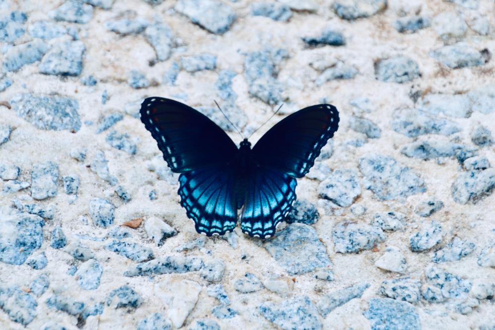 Blue butterfly's meaning