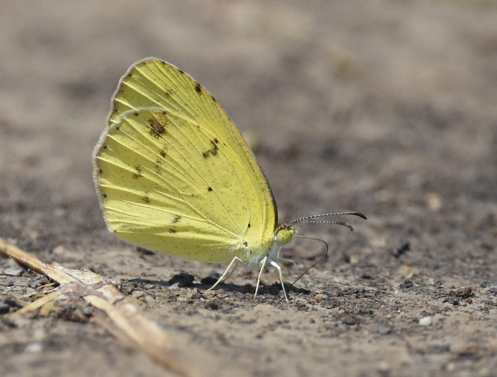  little yellow butterfly