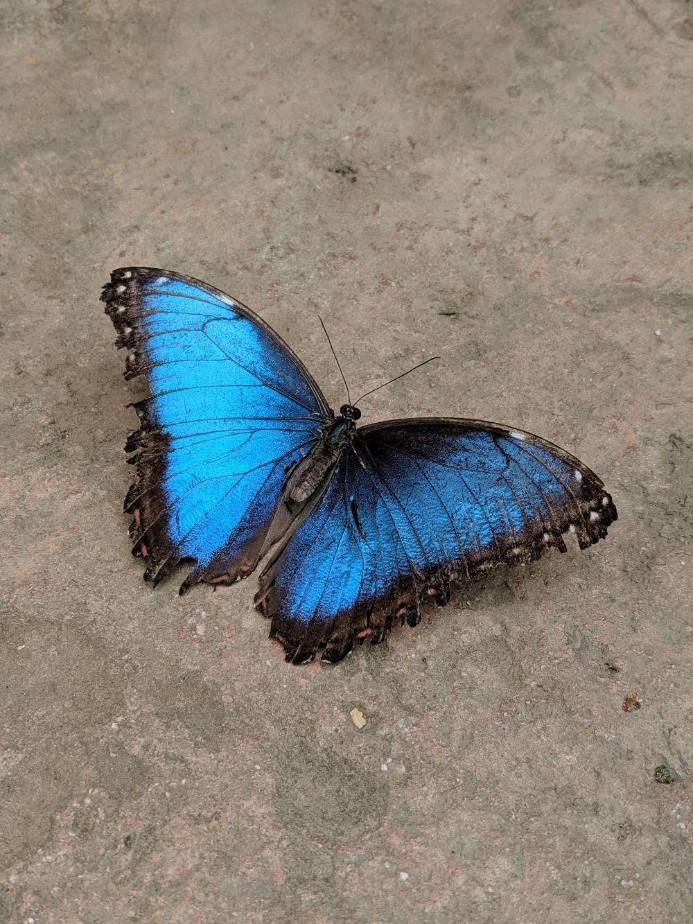 Blue butterfly's meaning