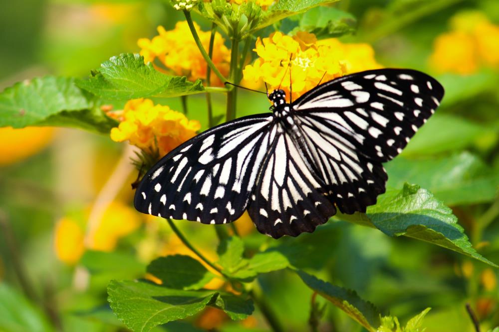 Black and white butterfly