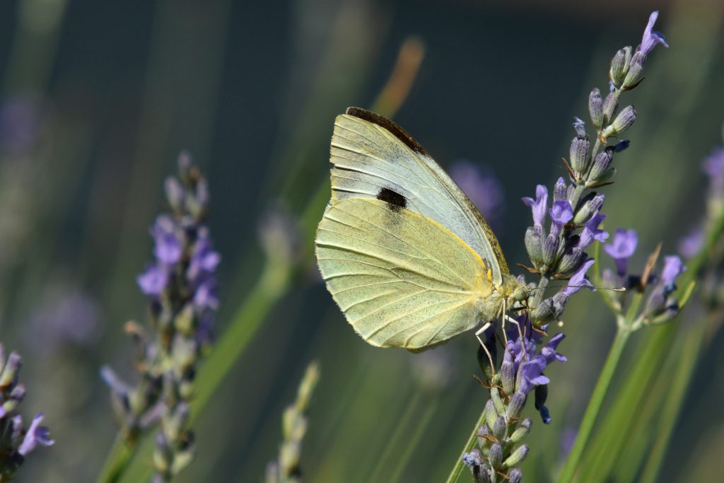 yellow and black butterfly