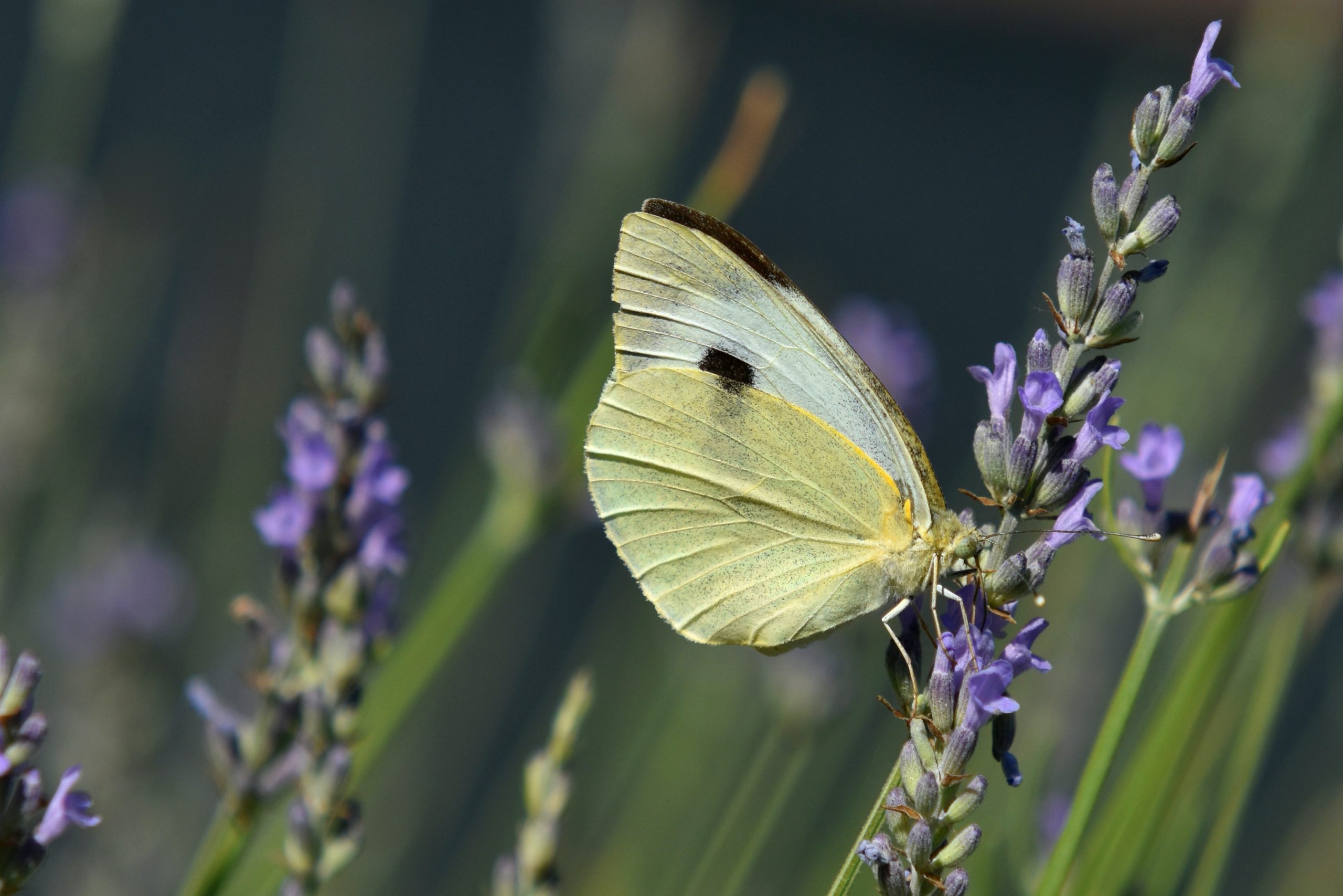 What Does it Mean When You See a Yellow Butterfly?