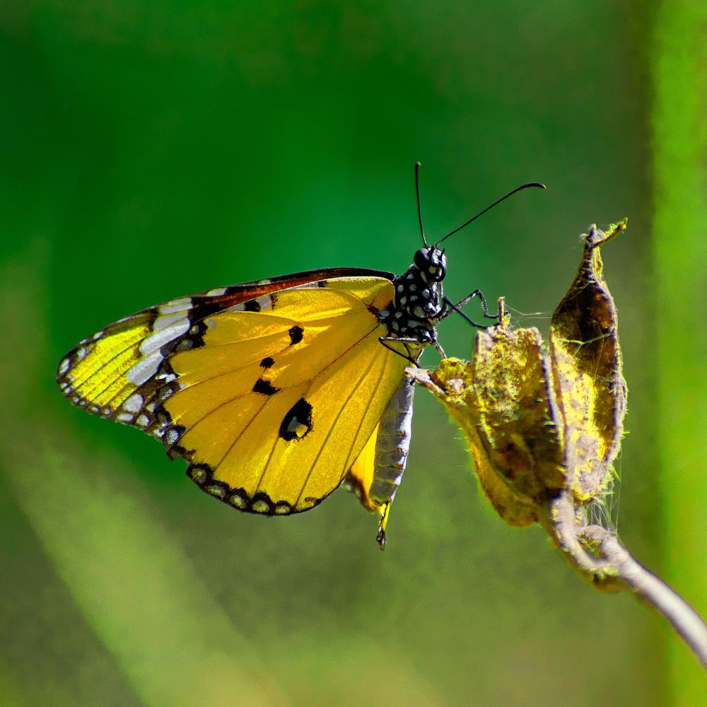 Black and yellow butterfly