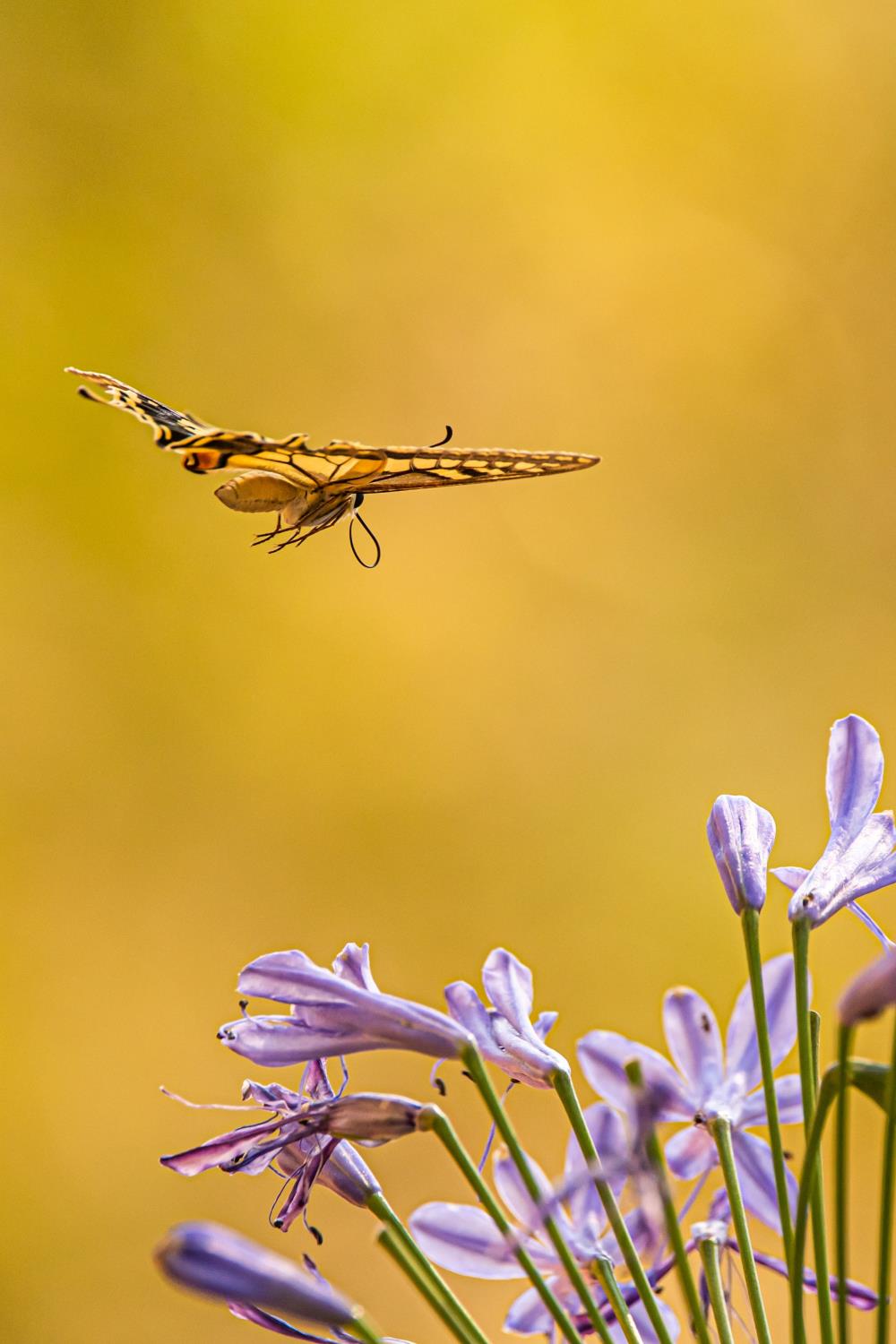 Black and yellow butterfly Flying approaching a lilac blossom