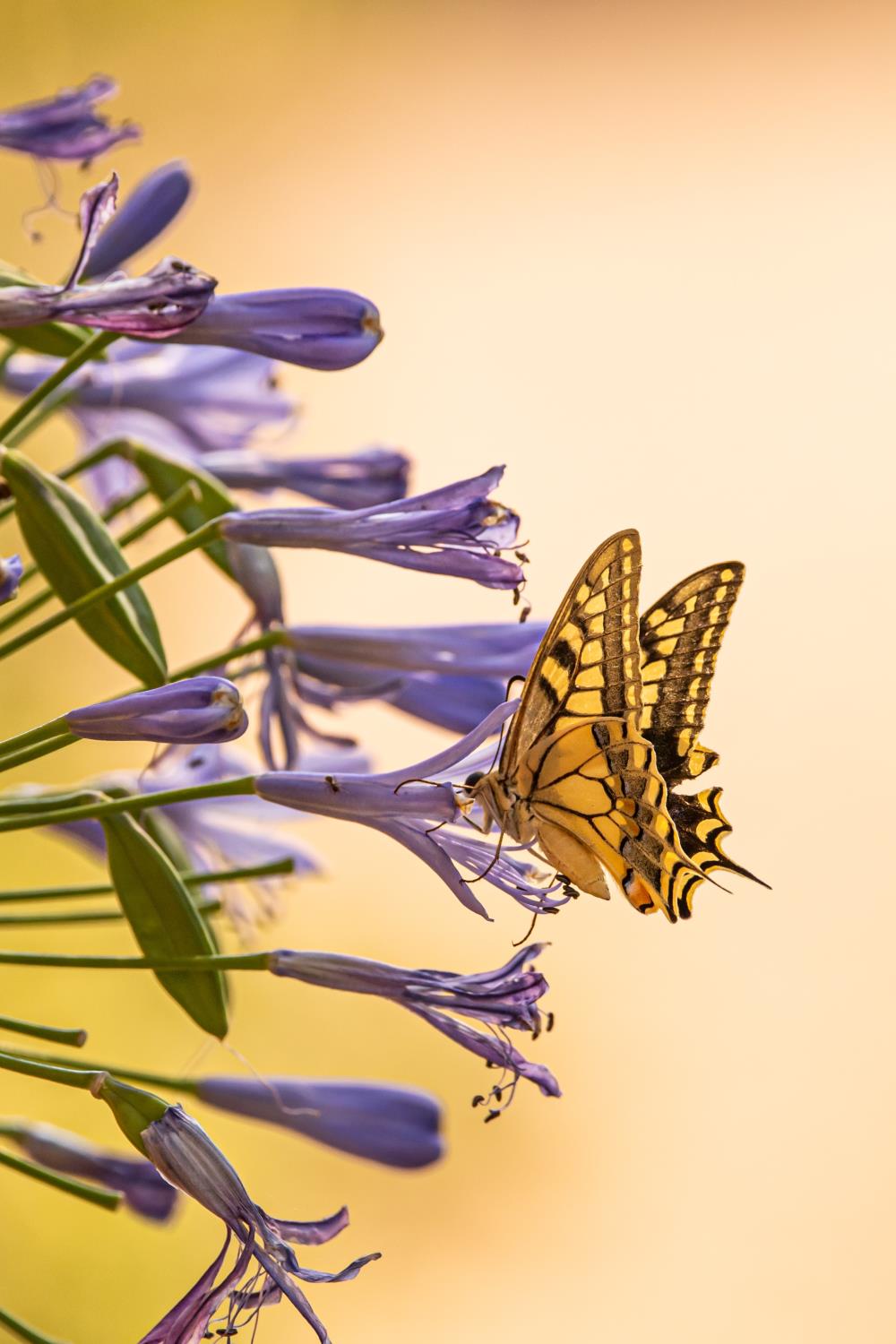 Black and yellow butterfly Swallowtail butterfly on a lilac flower