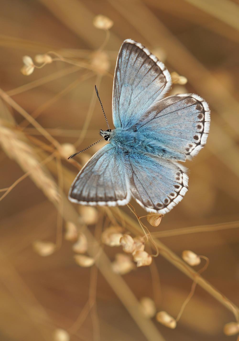 Light blue butterfly