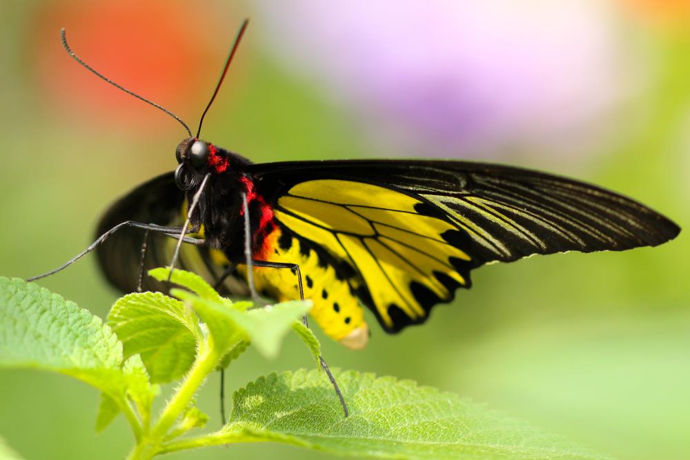  Black and yellow butterfly