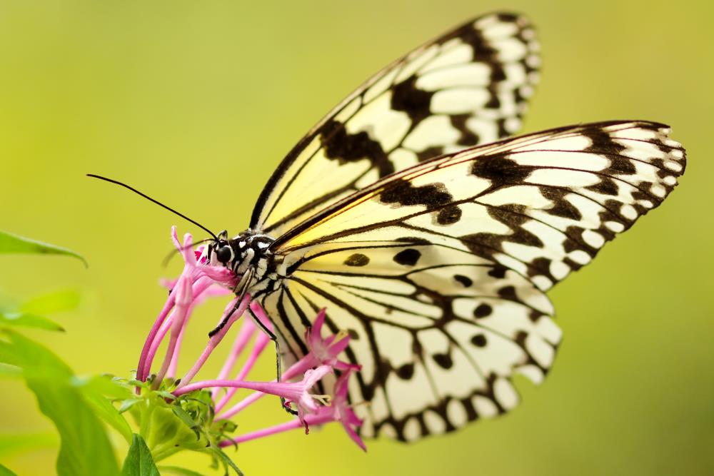 Black and yellow butterfly