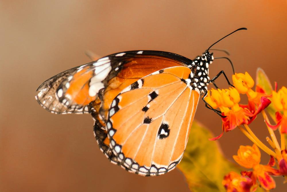 Monarch orange butterfly
