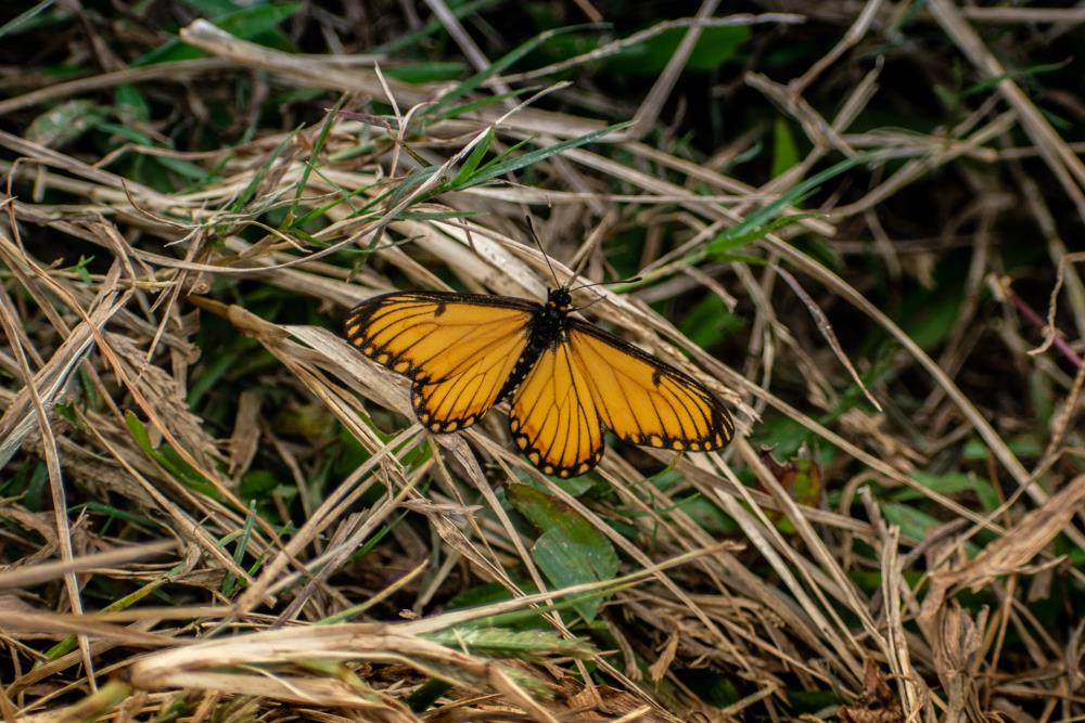 Black and yellow butterfly