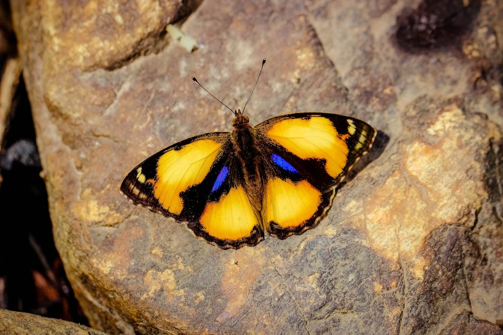 yellow butterfly's meaning: yellow and blue butterfly