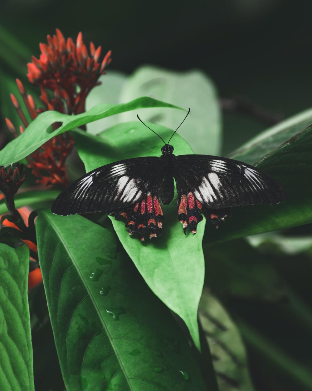 Black and red butterfly