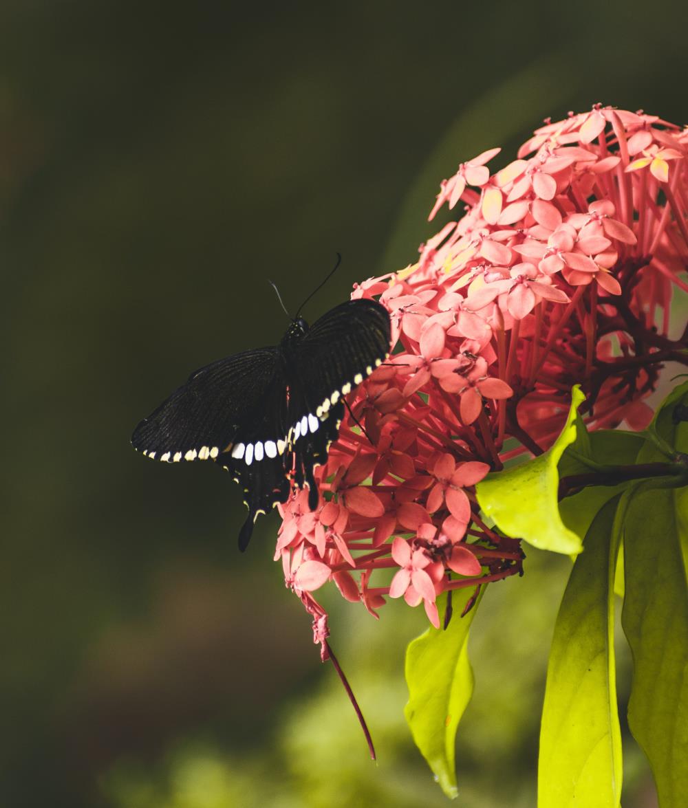 Black butterfly