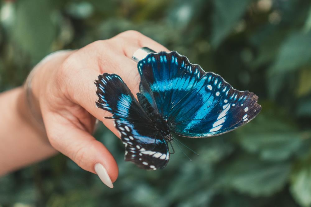 Large blue butterfly on hand
