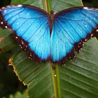 Blue butterfly Rhetenor Blue Morpho - Dorsal side