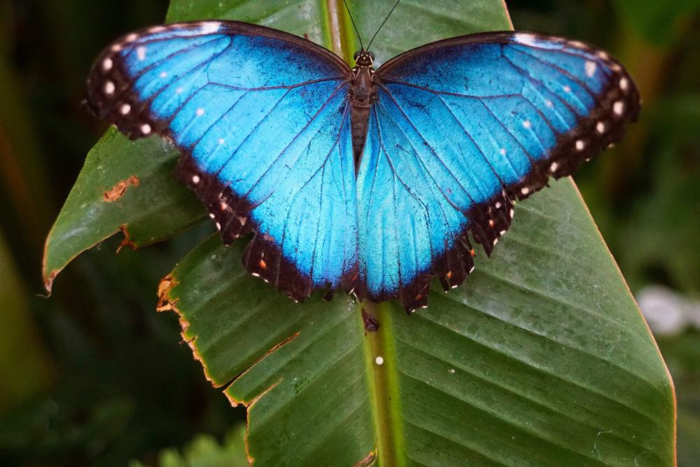 Blue butterfly Rhetenor Blue Morpho - Dorsal side