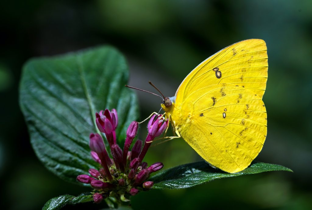 yellow butterfly's meaning: childhood