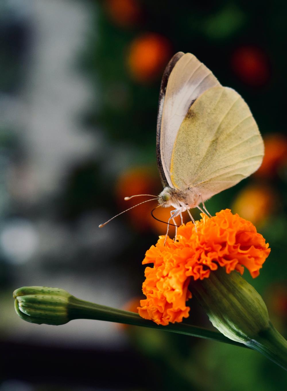 White butterfly's meaning