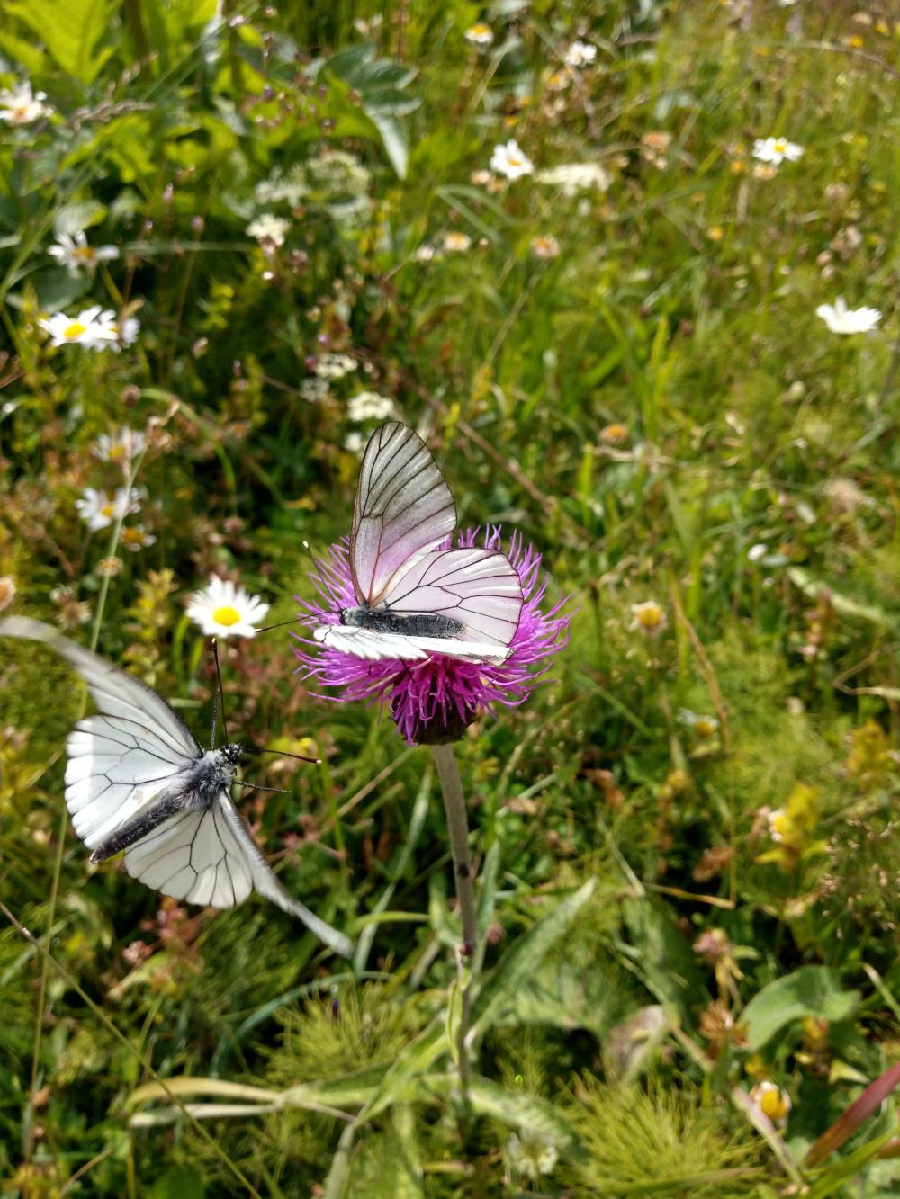 White butterflies