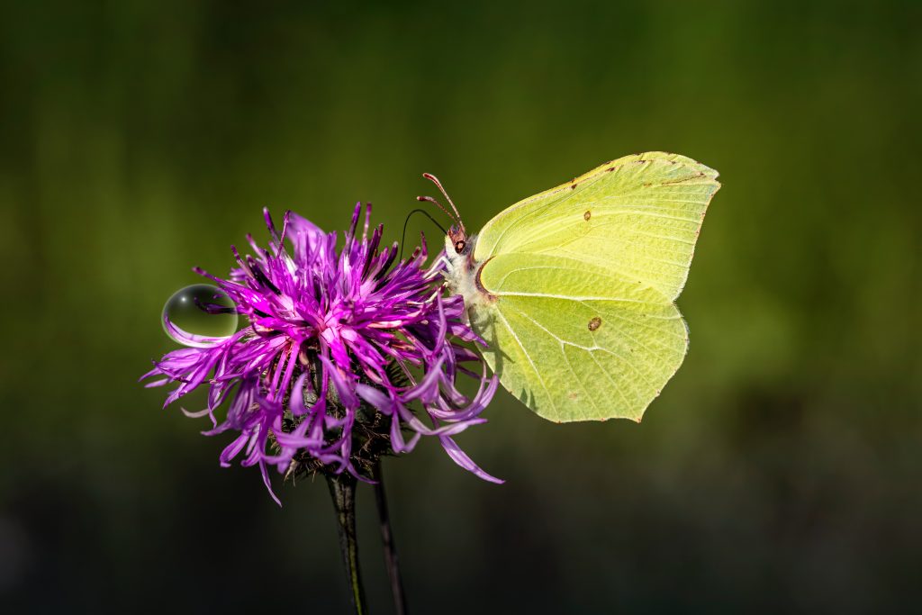 yellow butterfly on purple flower