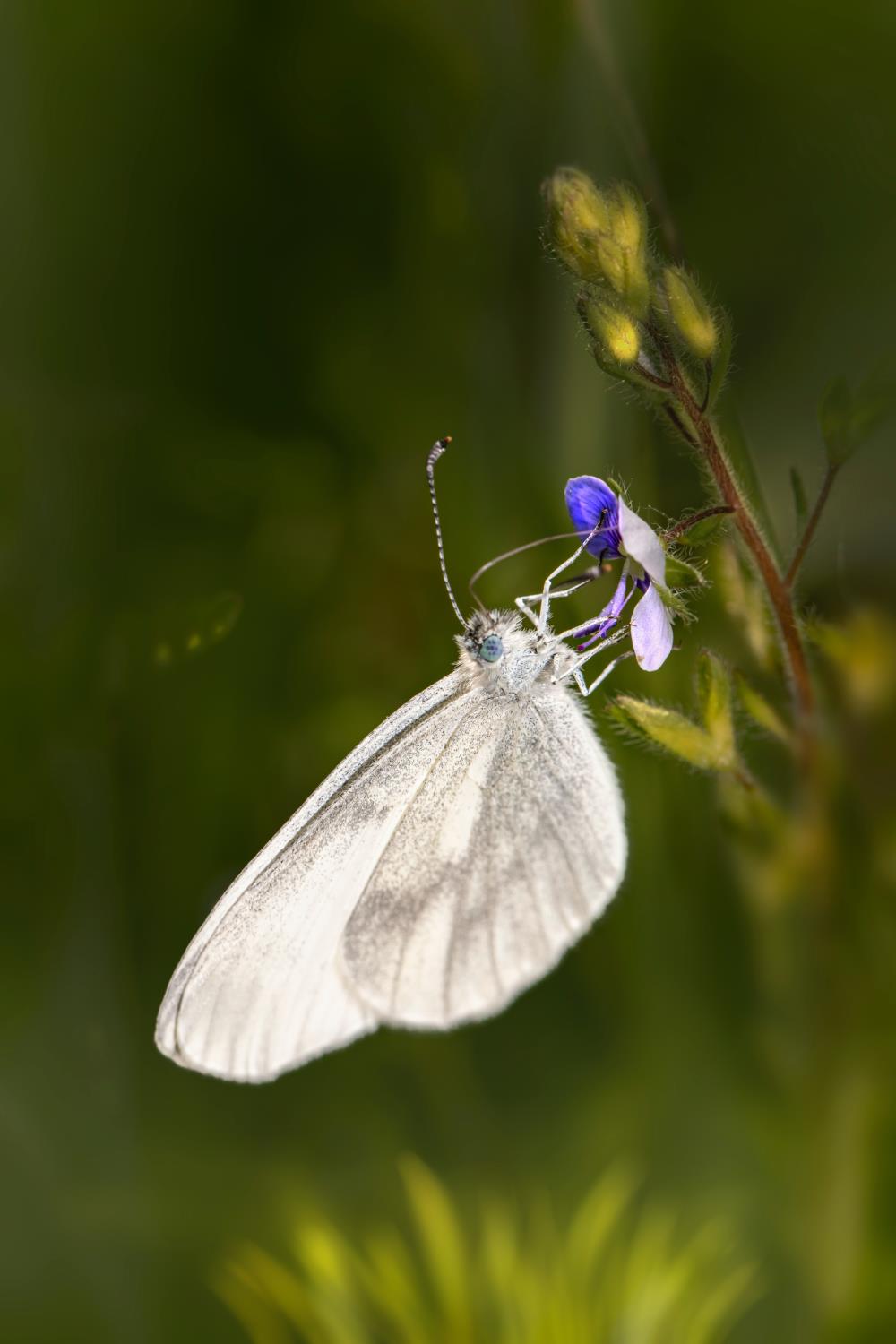 22 White Butterfly Meanings: Angels, Love, Abundance & Health