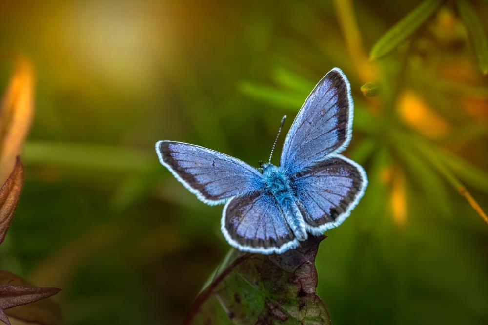 Blue butterfly's meaning