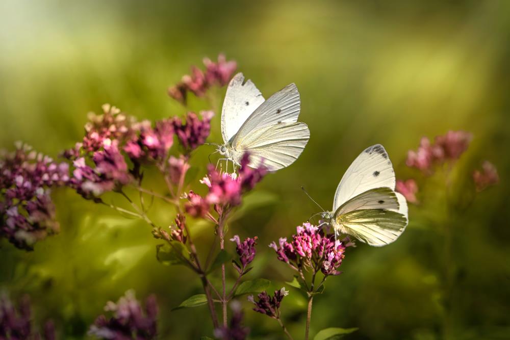 White butterfly's meaning: White butterflies on purple flowers