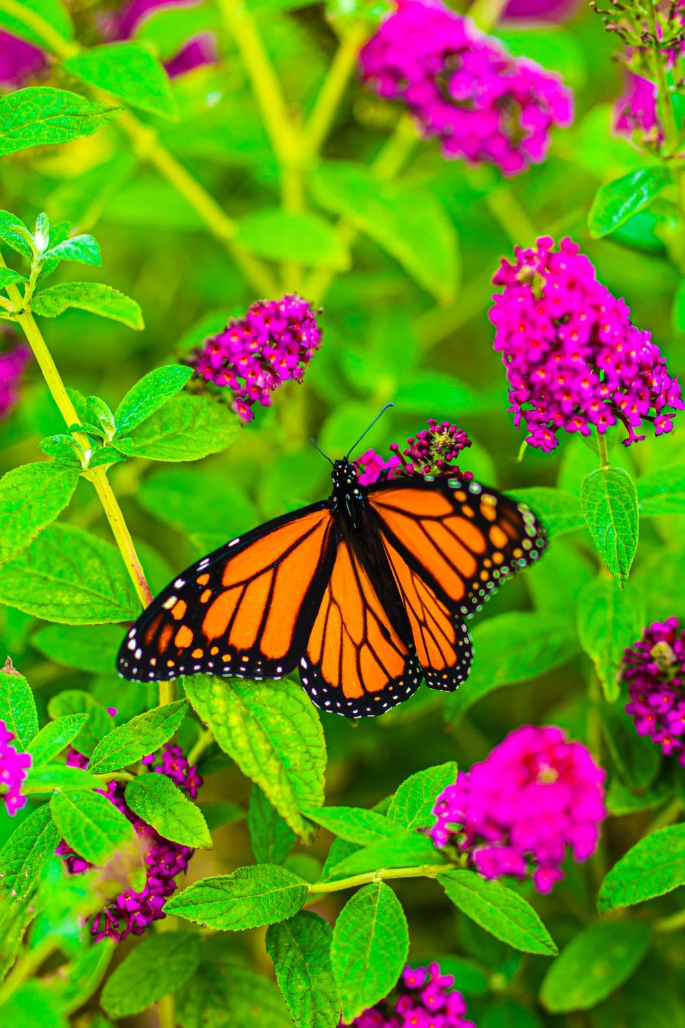 Orange monarch butterfly