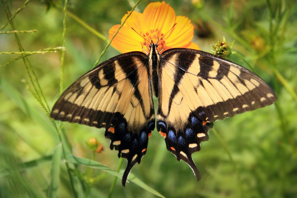 Black and yellow butterfly