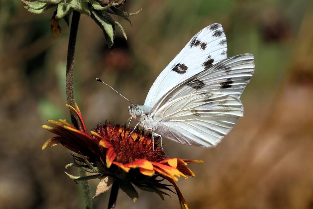 White butterfly's meaning: Florida white butterfly