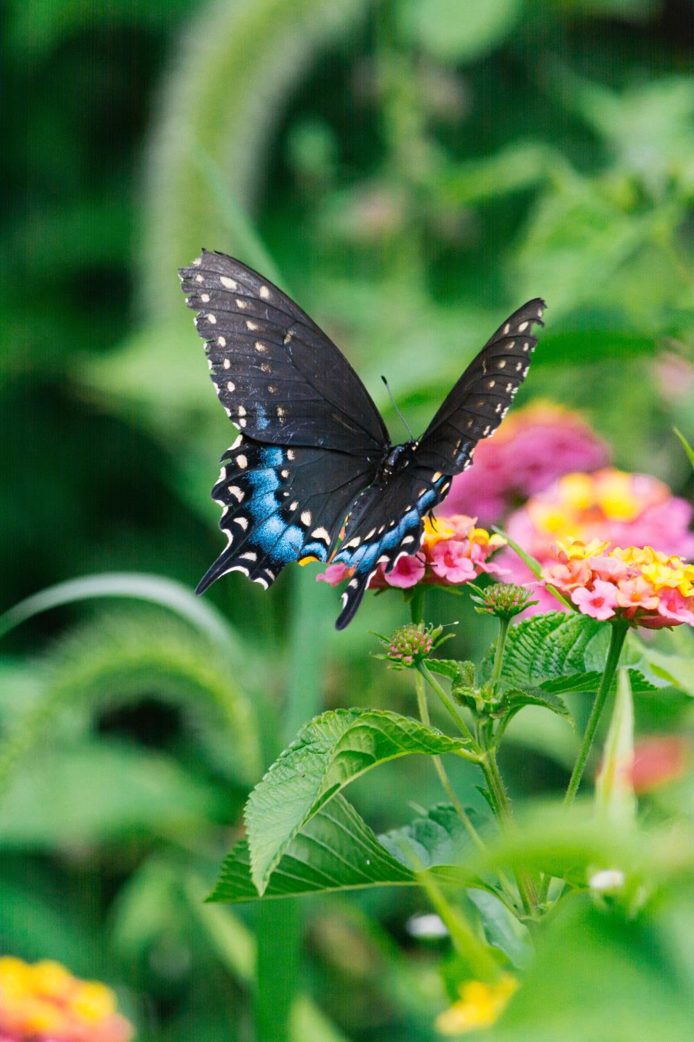 Blue butterfly Blue Swallowtail Butterfly sitting on flowers