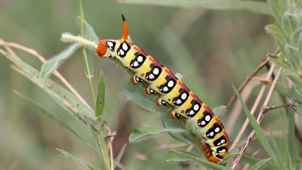 Orange, black and yellow caterpillar on leaf