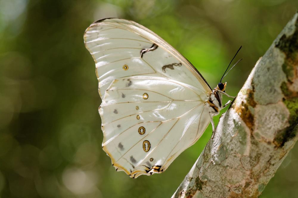 White butterfly's meaning
