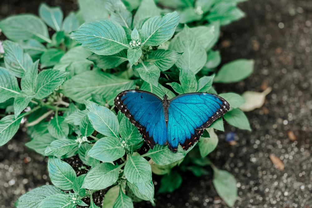 Blue butterfly's meaning