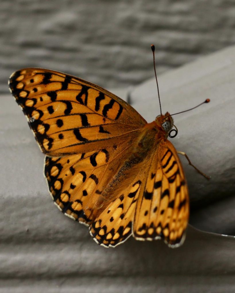 Orange butterfly Fritillary Butterfly