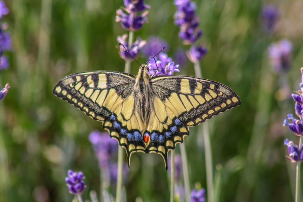 Black and yellow butterfly A female Swallow Tail butterfly on a purple flower