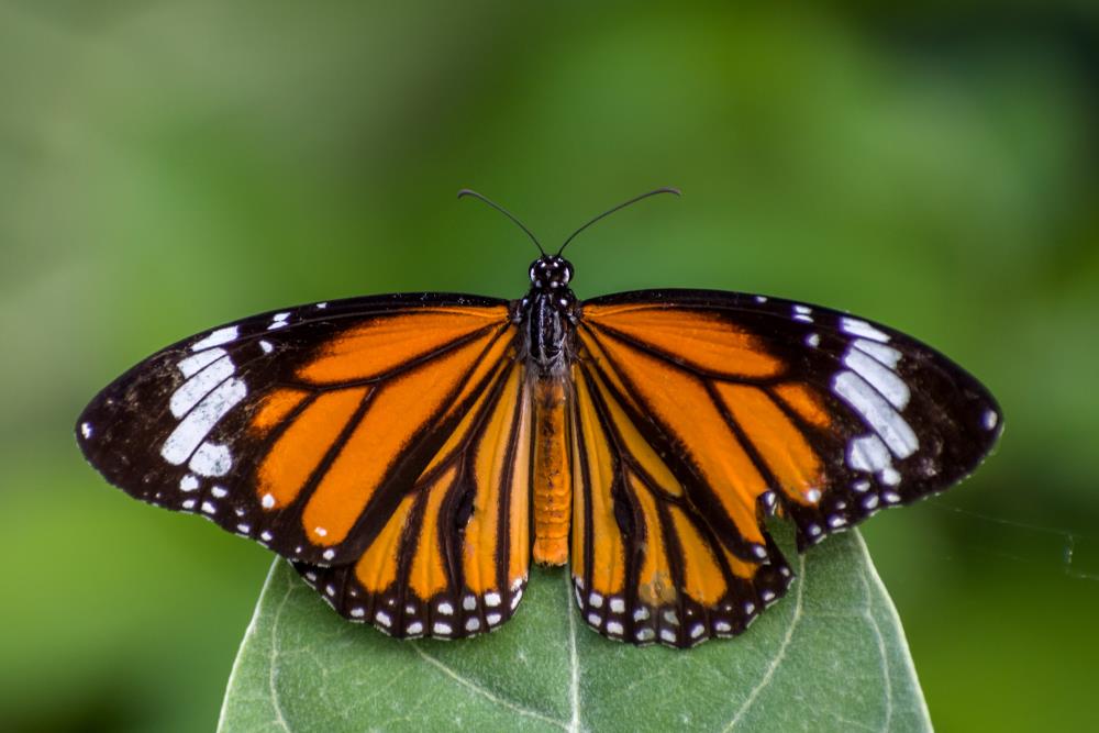 Orange butterfly Striped Tiger Butterfly