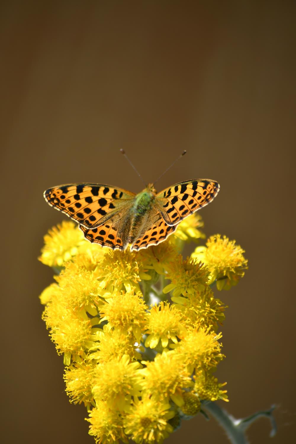 Black and yellow butterfly's meaning