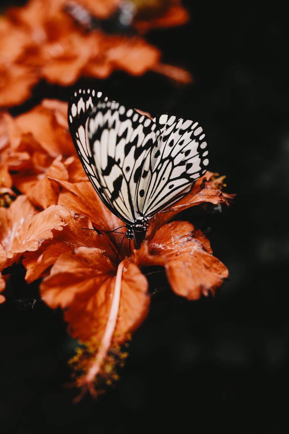 White butterfly Idea leuconoe