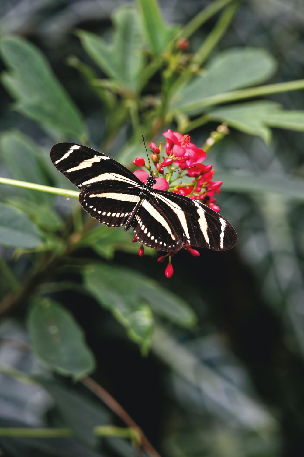 Black butterfly's meaning