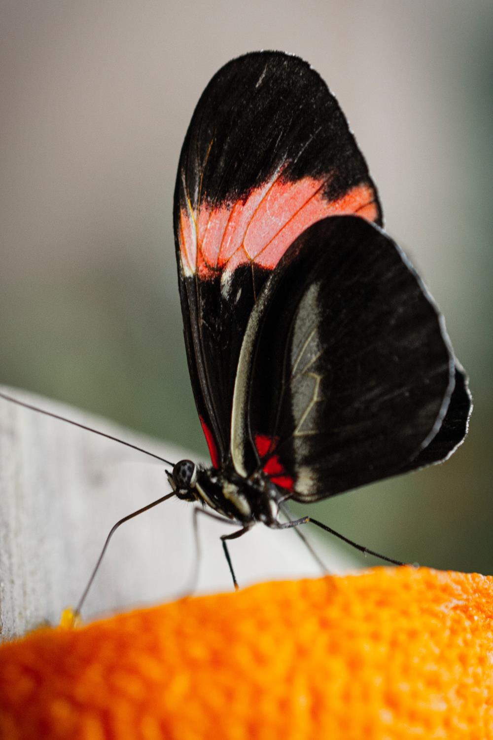 Black butterfly on orange