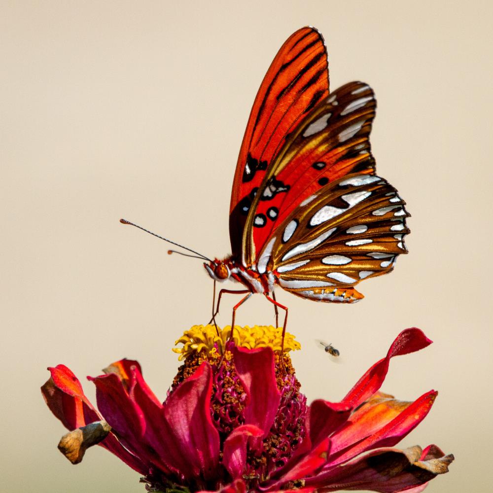 Orange butterfly gulf fritillary butterfly