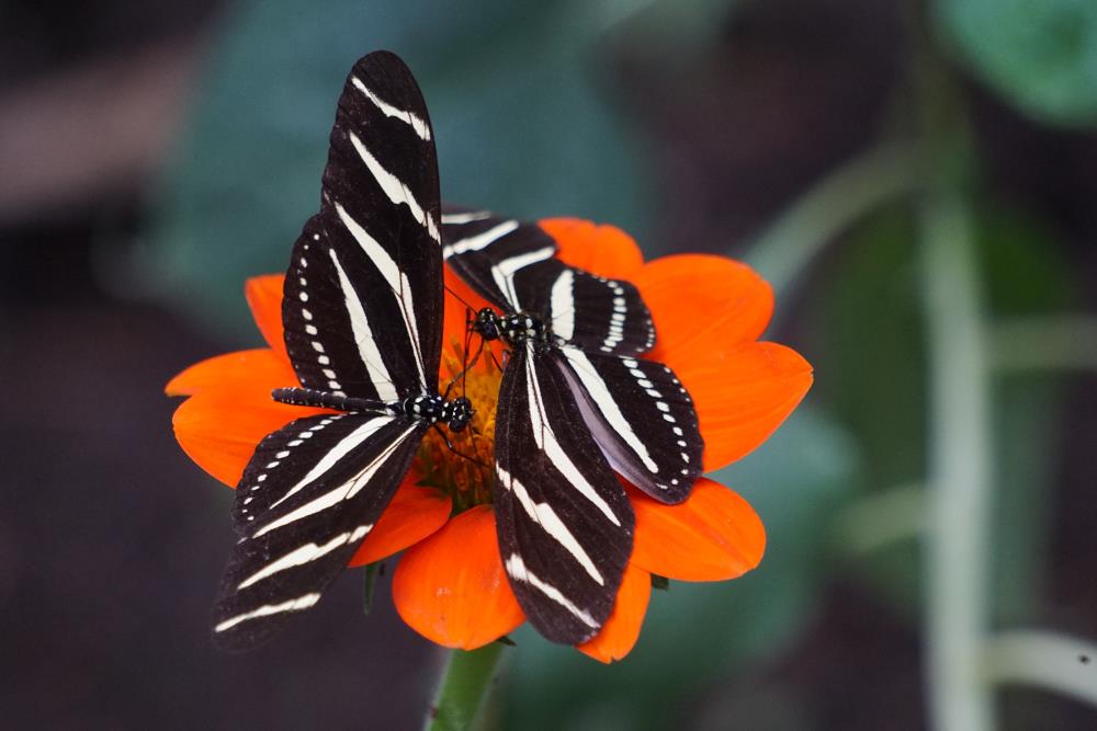 Black butterflies Regal butterflies on an orange flower