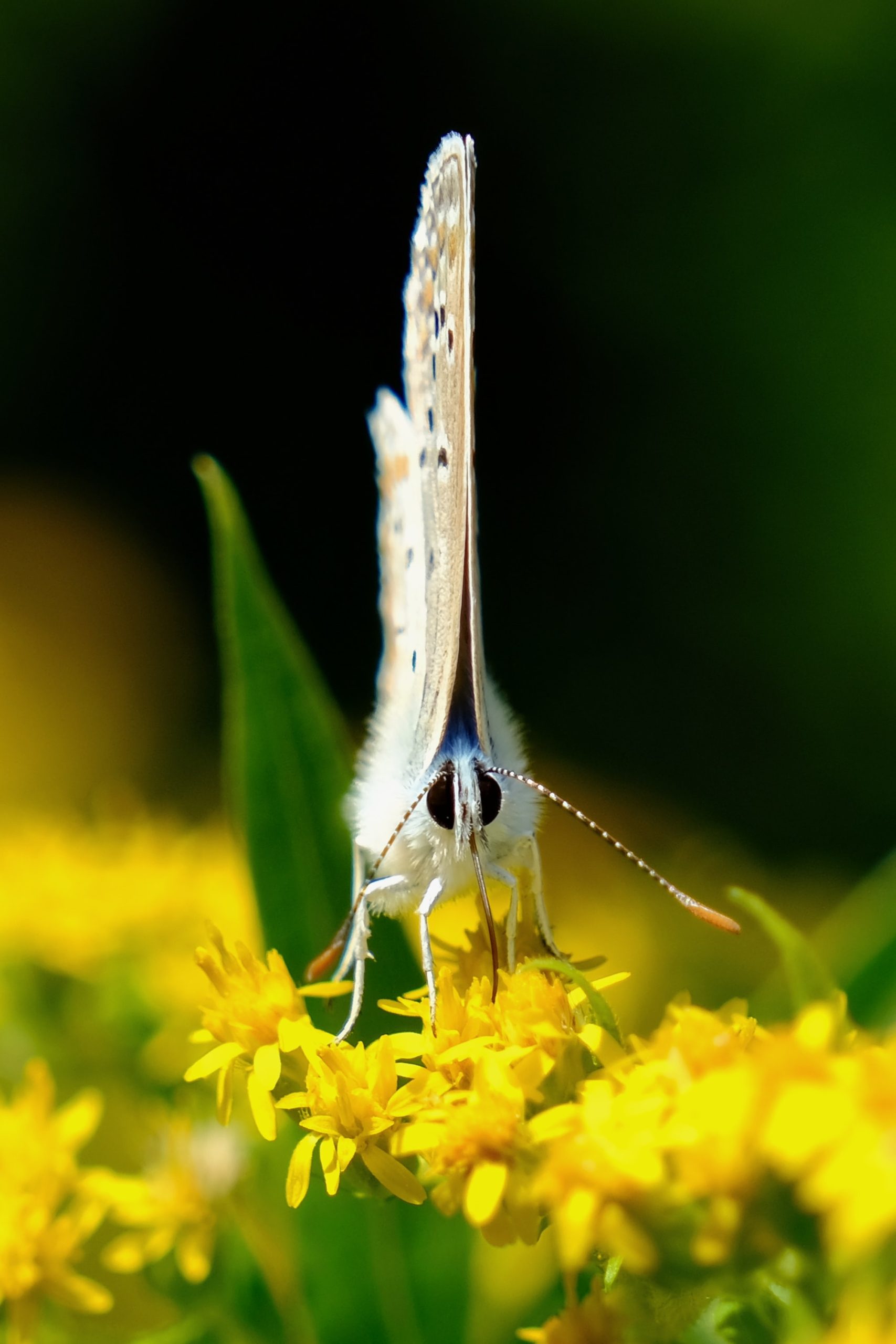 yellow butterfly front view